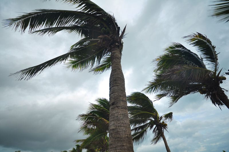 palm trees in a hurricane